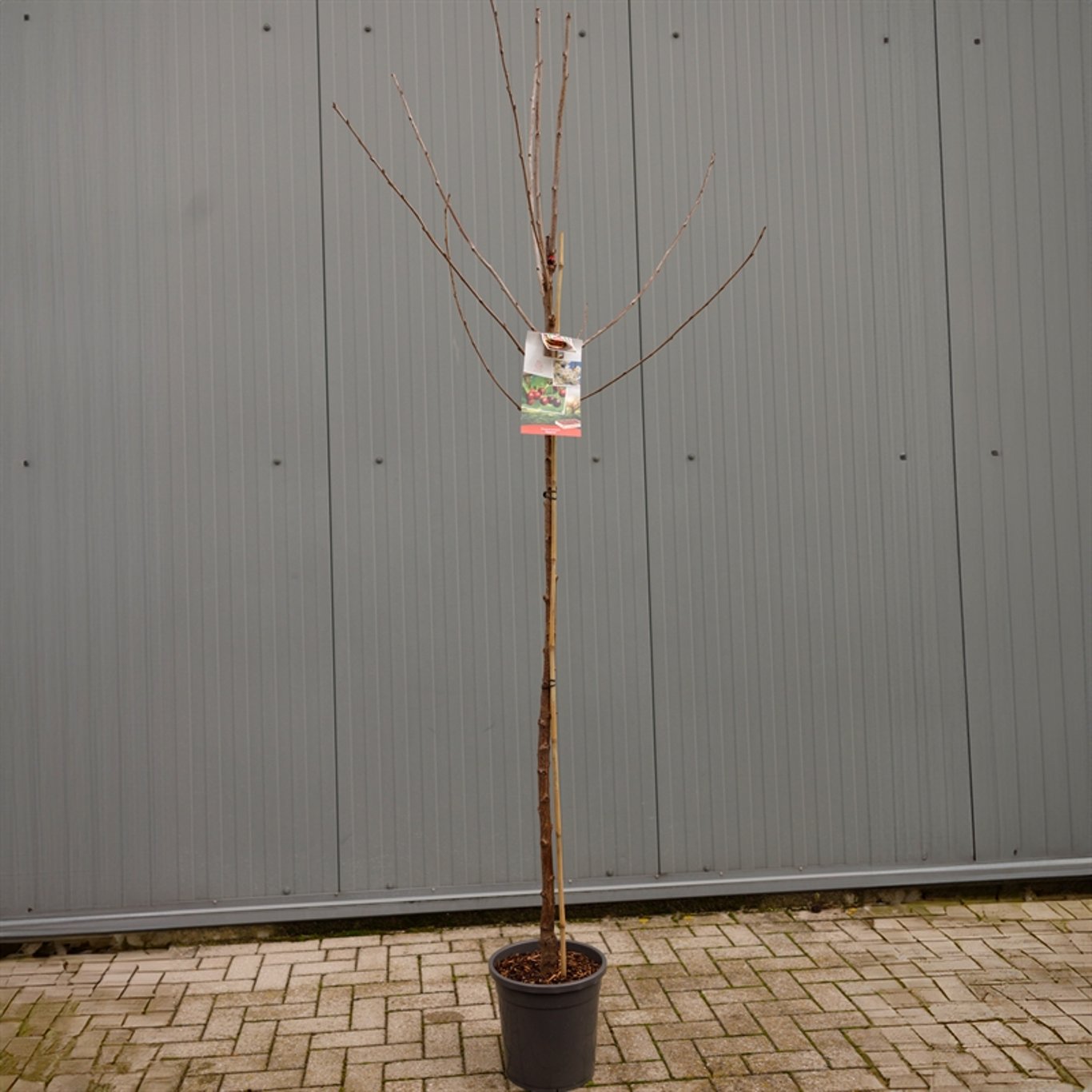 Prunus a. 'Regina' - C12 250-275 CM Hoogstam
